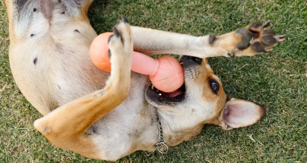 Cão relaxado, de barriga para cima, sobre a grama